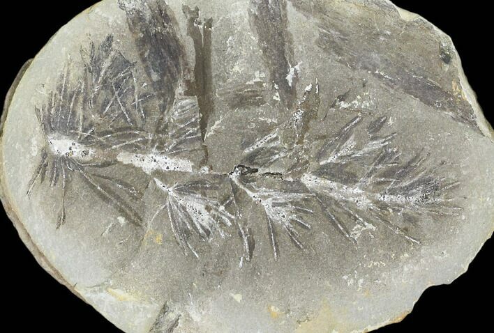 Annularia Fern Fossil (Pos/Neg) - Mazon Creek #104317